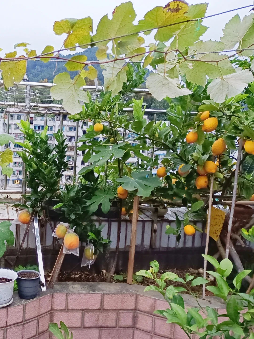 属于自己的小自然世界～我的楼顶果园