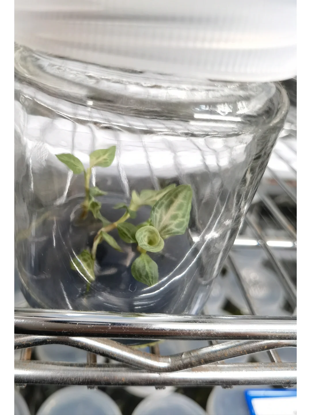 兰花里唯一观叶类型-宝石兰