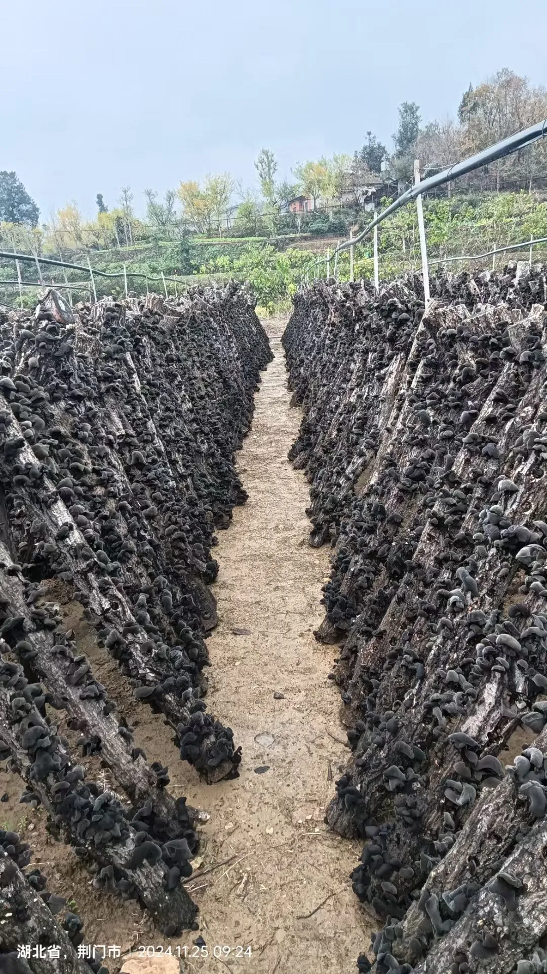 木耳大丰收了！