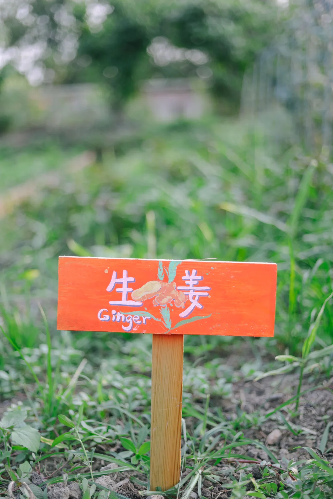 田野农|给地里的蔬菜做了名牌!