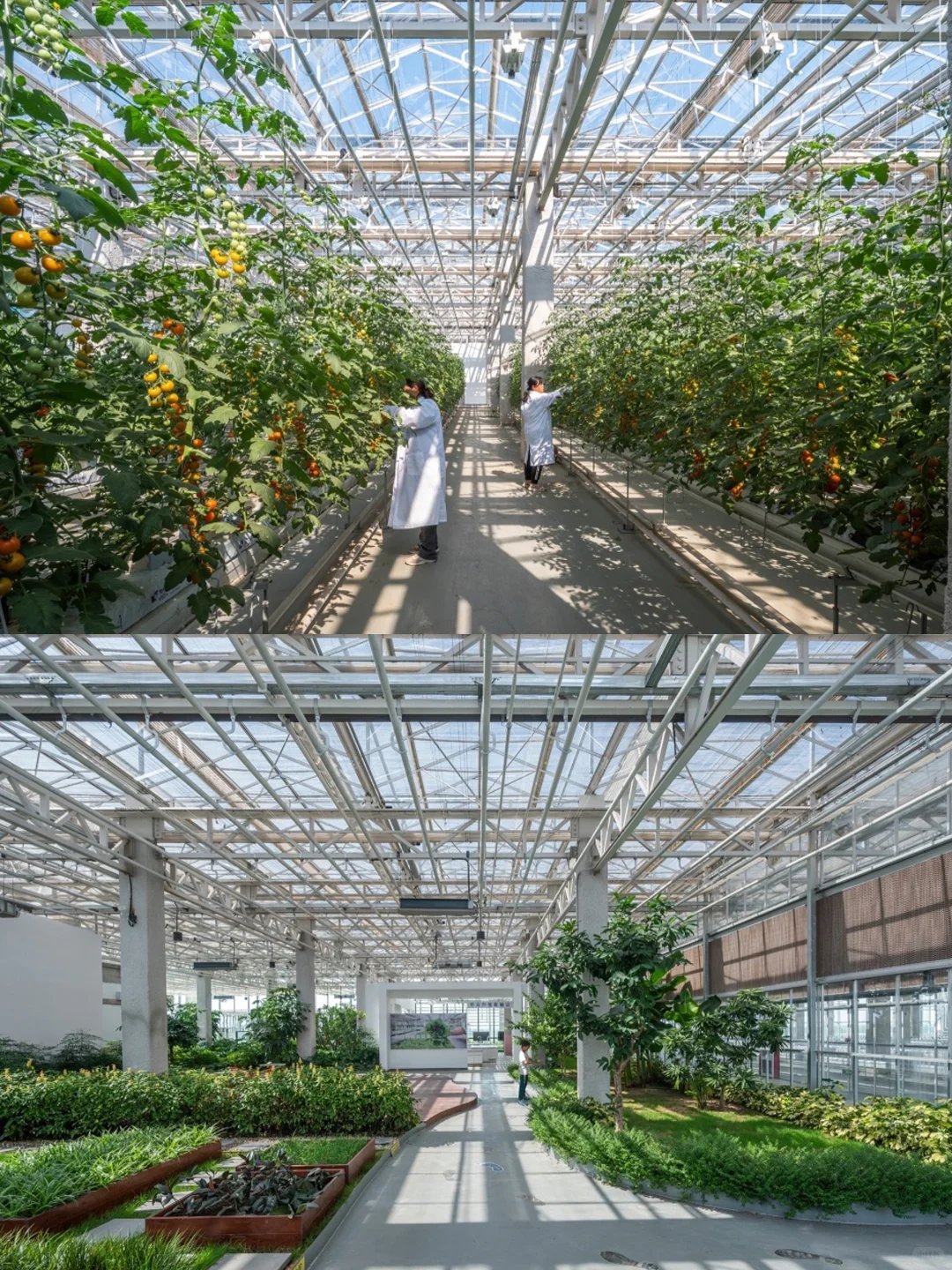 折叠玻璃立面?都市农业的未来长这样