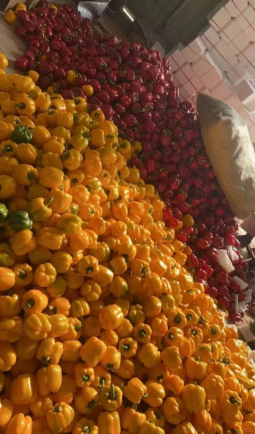 长期大量收购蔬菜、水果精品货源