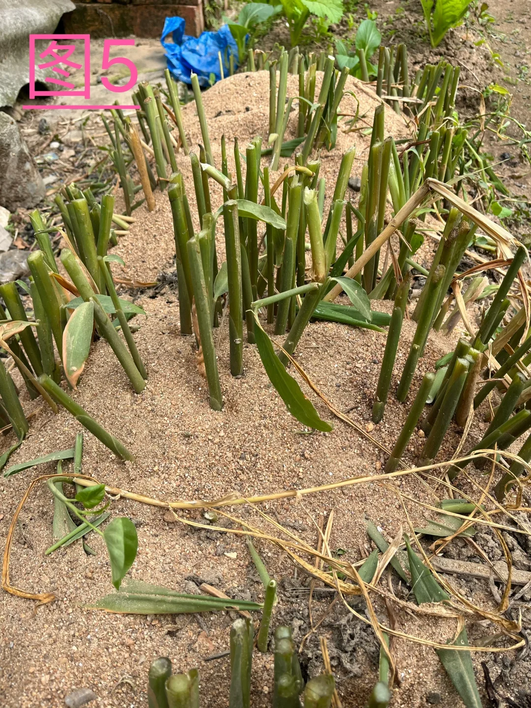 你能认识几种蔬菜呢，我反正没有认全