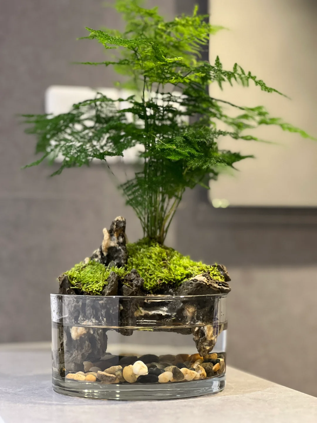 最近超级喜欢的桌面造景！?｜微景观