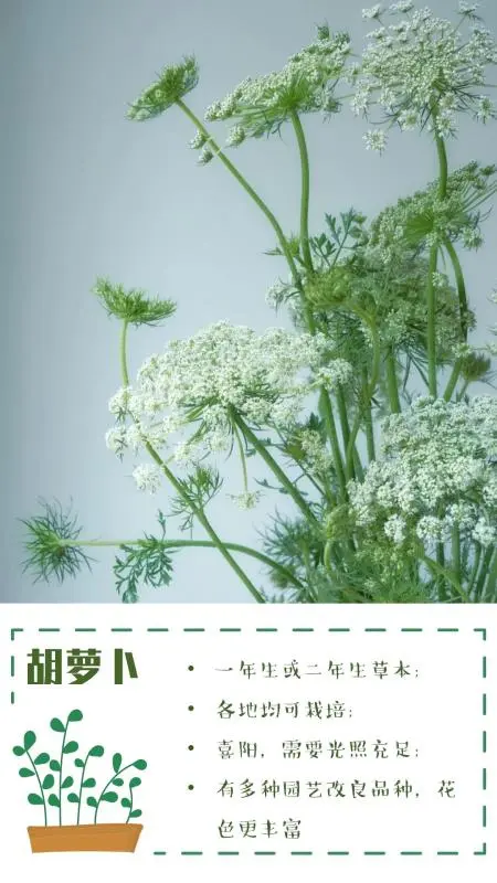 可食花园不可缺少的高颜值蔬菜