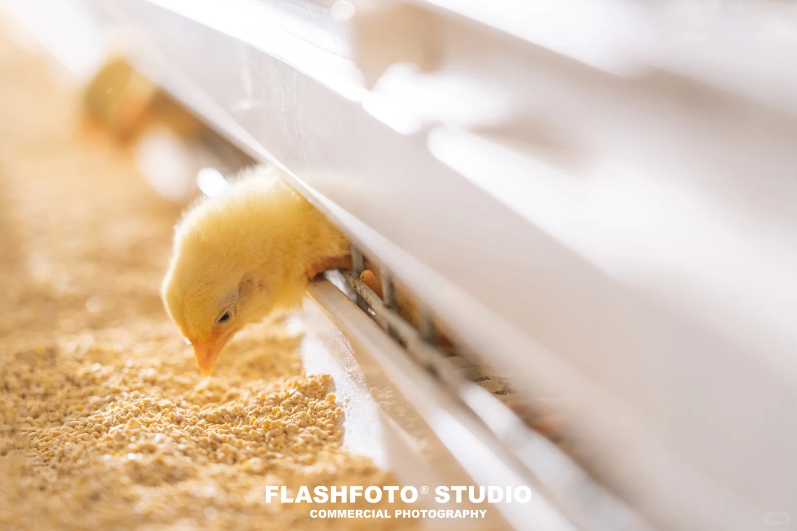 畜牧业商业拍摄|高级感