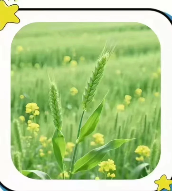 农作物，你能认识几个？？