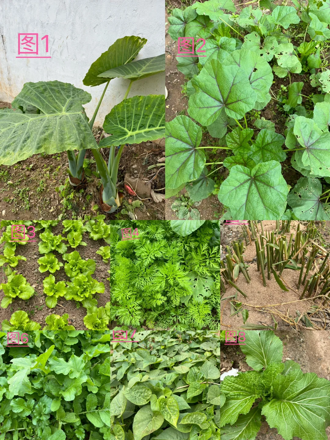 你能认识几种蔬菜呢，我反正没有认全