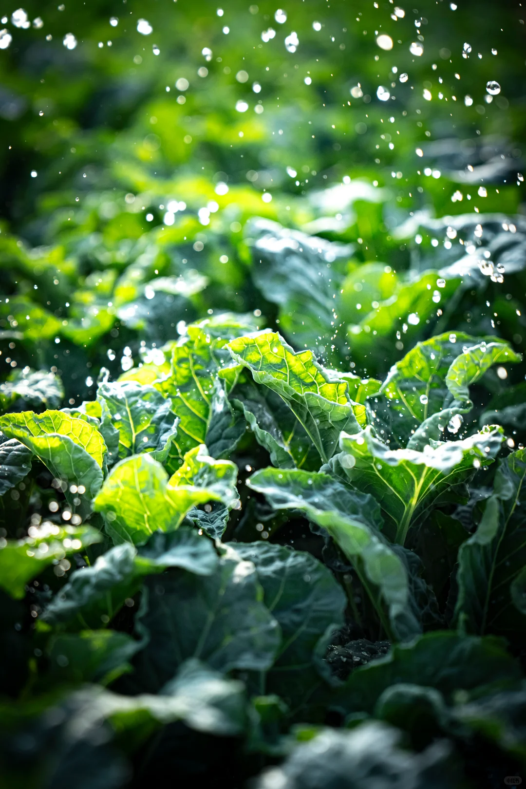救命！原来随手拍的蔬菜能这么绝！！?