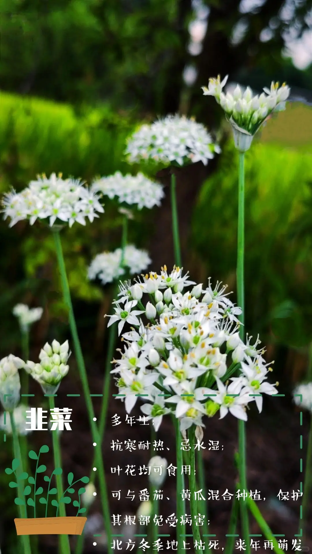 可食花园不可缺少的高颜值蔬菜