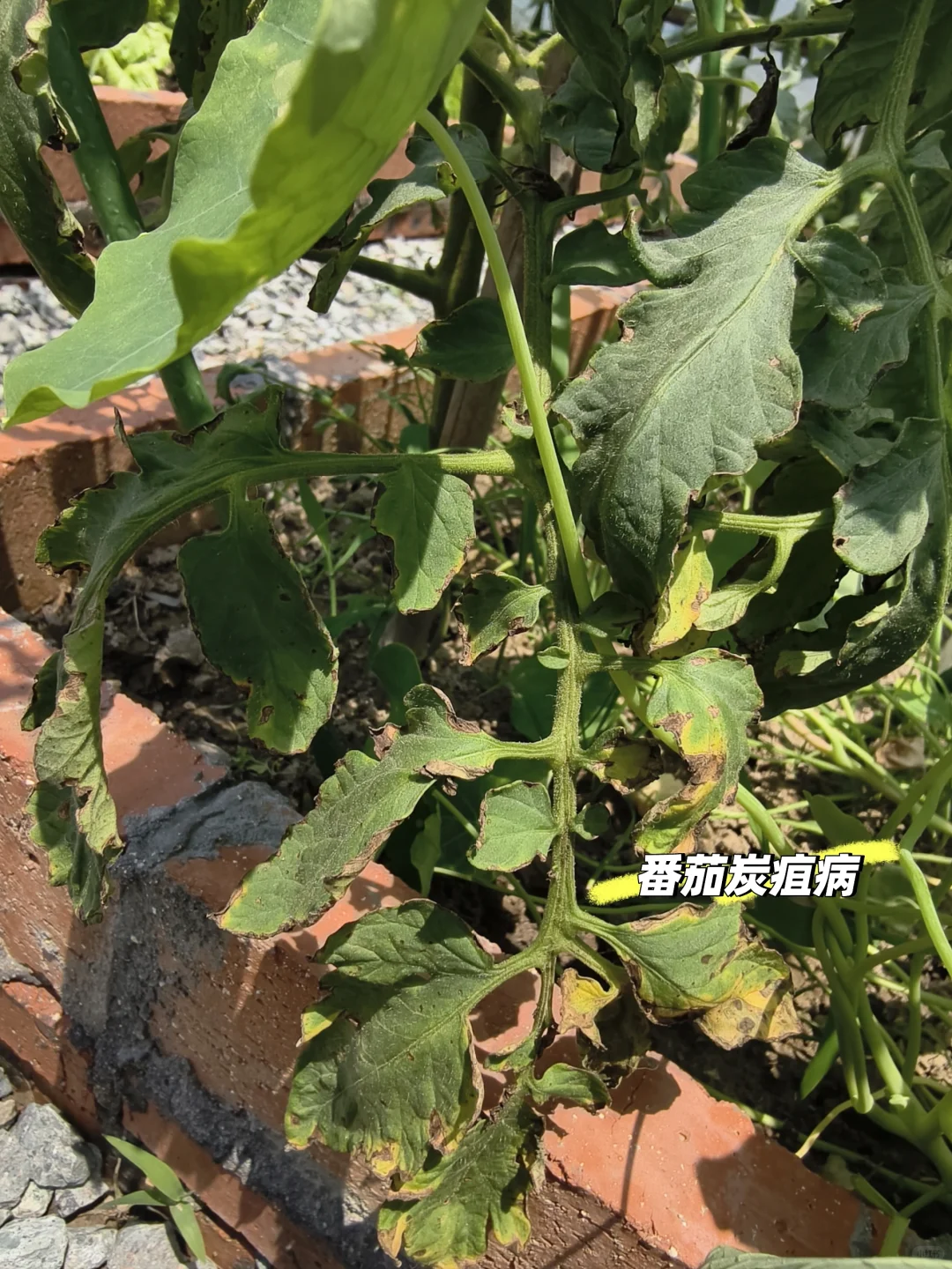 快速识别，蔬菜瓜果常见病虫害类型及案例