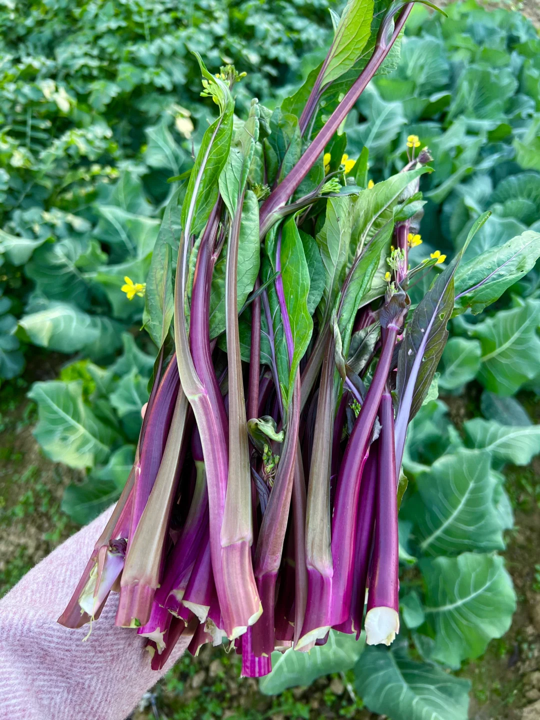 ?补上篇放不下图的冬季蔬菜?