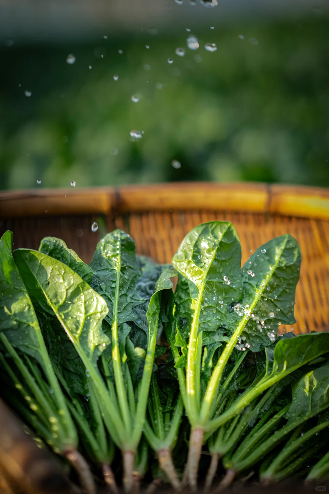 救命！原来随手拍的蔬菜能这么绝！！?