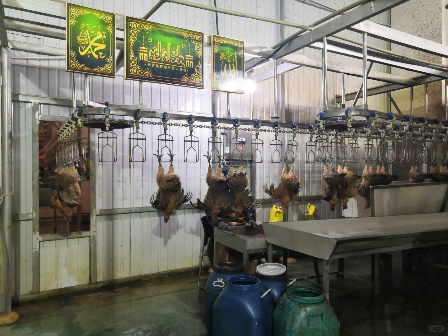 欢迎参观马杨屠宰厂,欢迎采购滇哥鸡!