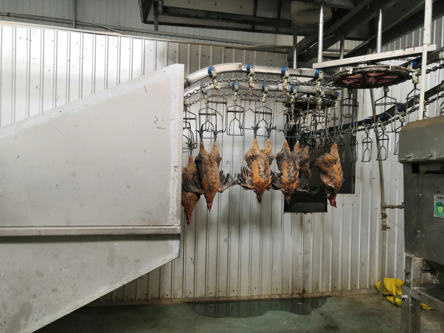 欢迎参观马杨屠宰厂,欢迎采购滇哥鸡!