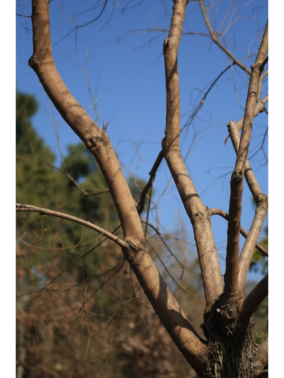 柯达EKTAR 100 3.5二代旁轴镜头,稀土玻璃