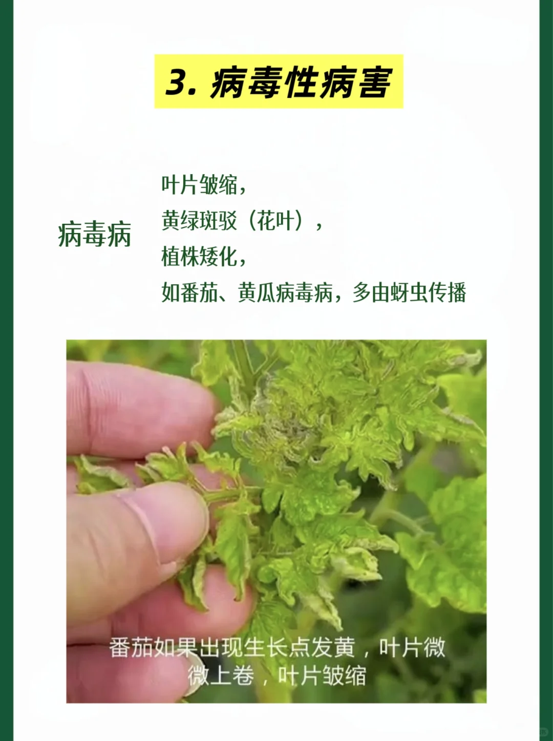 快速识别，蔬菜瓜果常见病虫害类型及案例