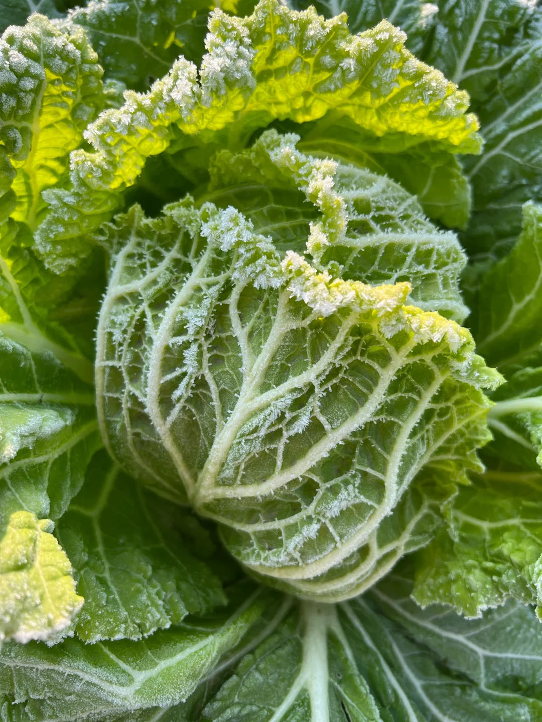 ?补上篇放不下图的冬季蔬菜?