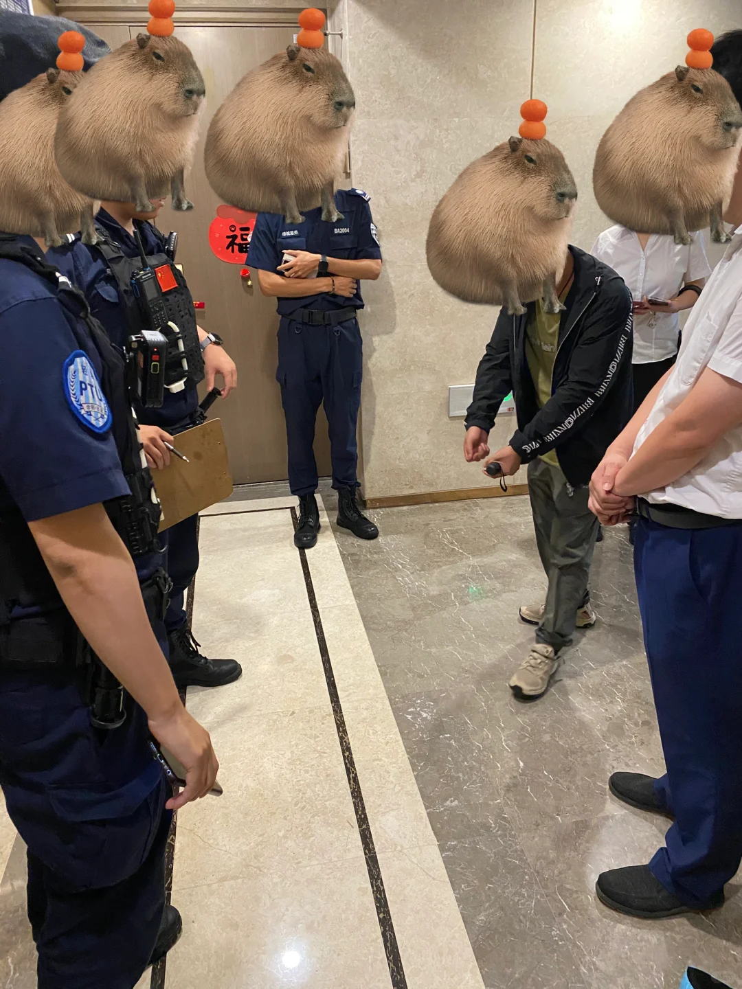 十万人看过的我家猫被欺负后续!