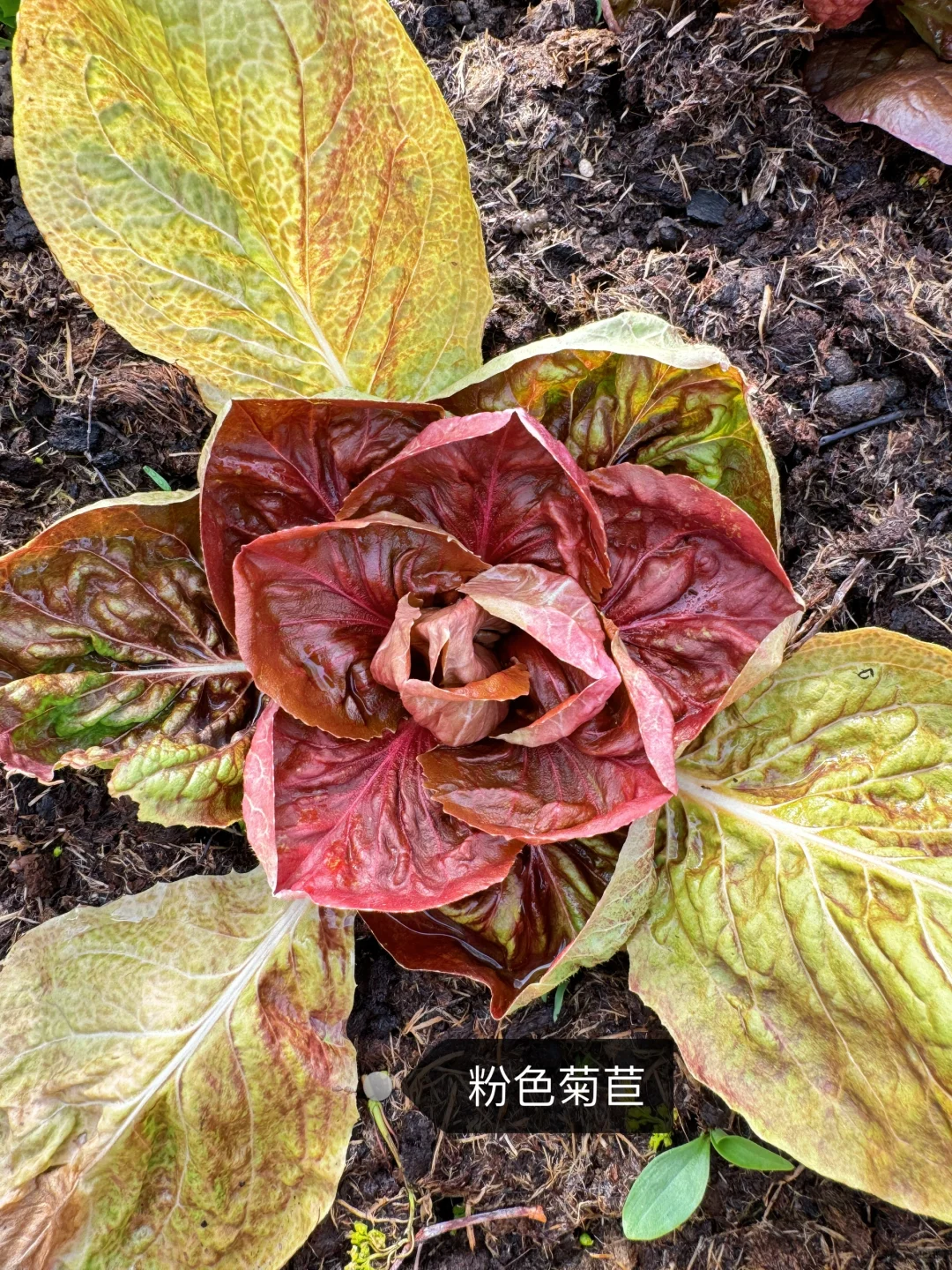 刷到什么学什么吧，教你认菜?