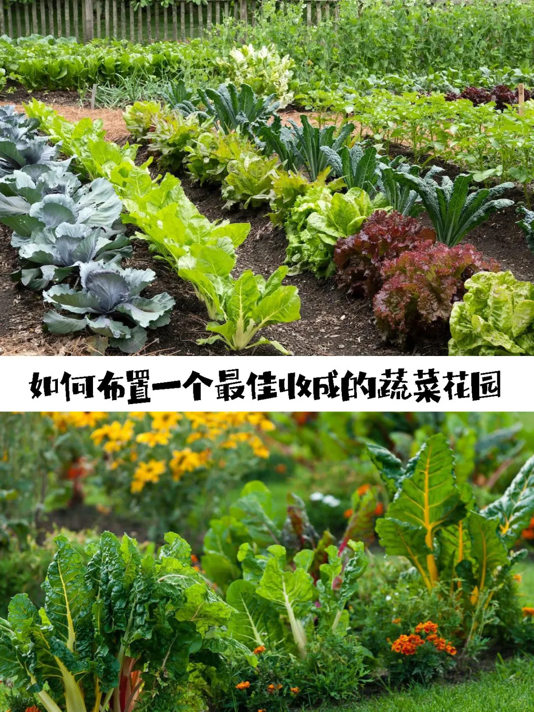 如何布置一个最佳收成的蔬菜花园