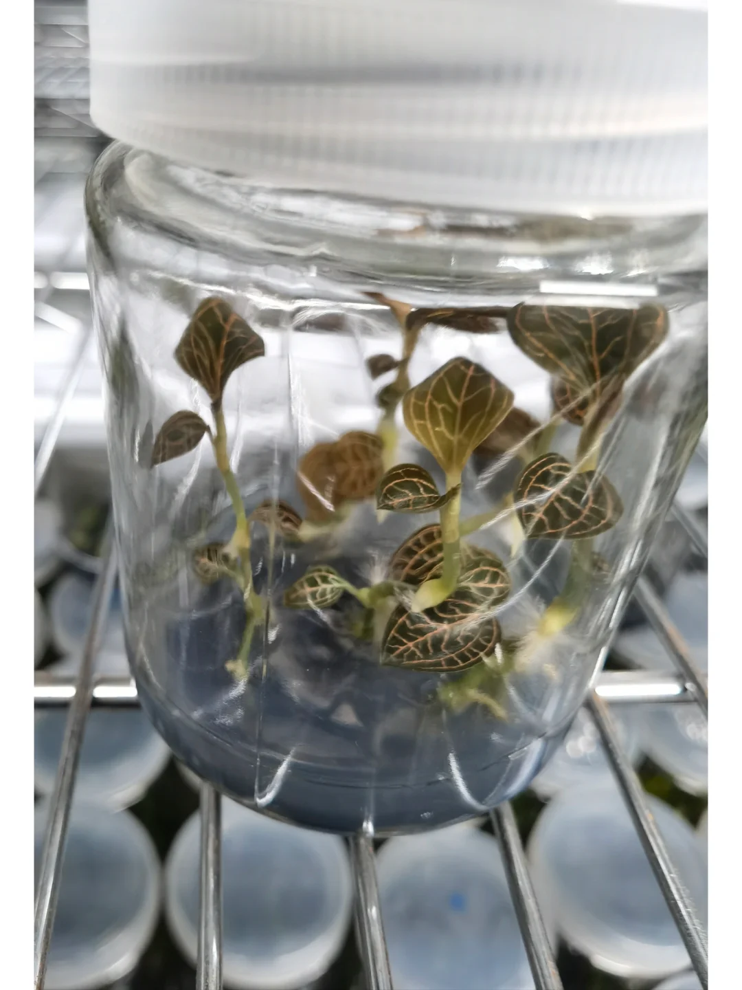 兰花里唯一观叶类型-宝石兰