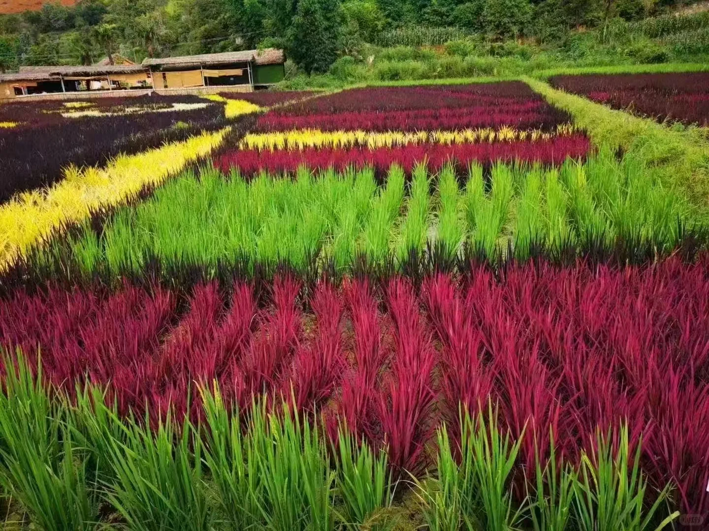 观赏经济作物的价值