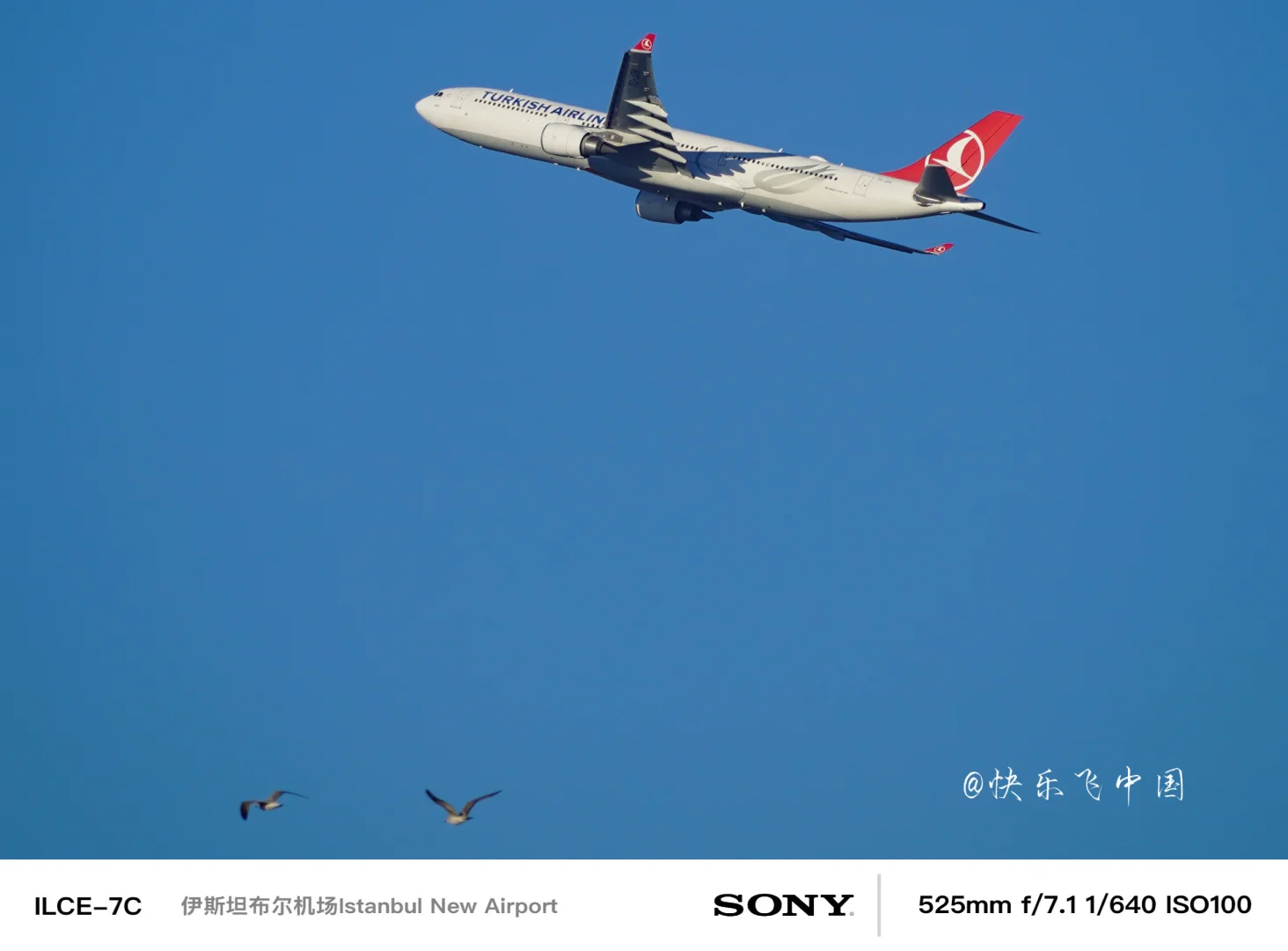 天马航空的A333宽体梦，土耳其航空，“圆了”❗️