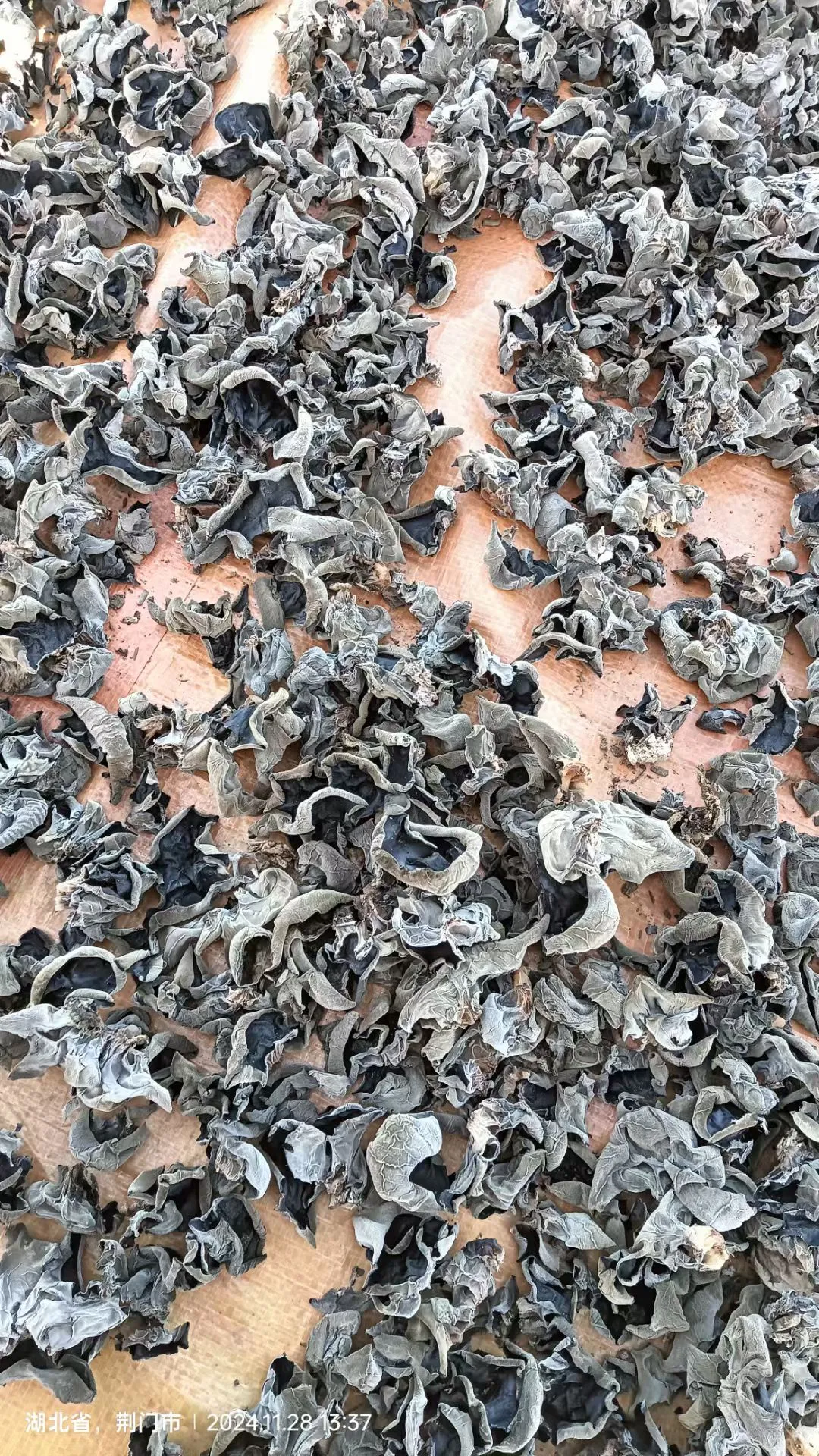 木耳大丰收了！