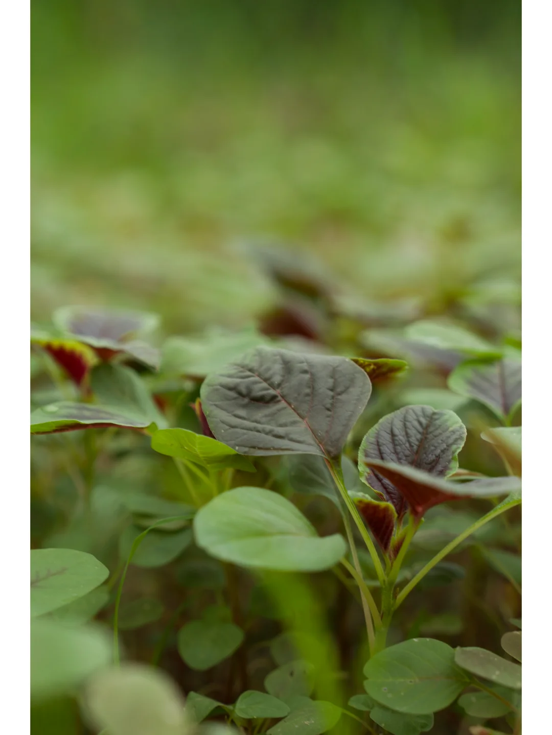 自然农法种出来的蔬菜，真正的纯天然无污染