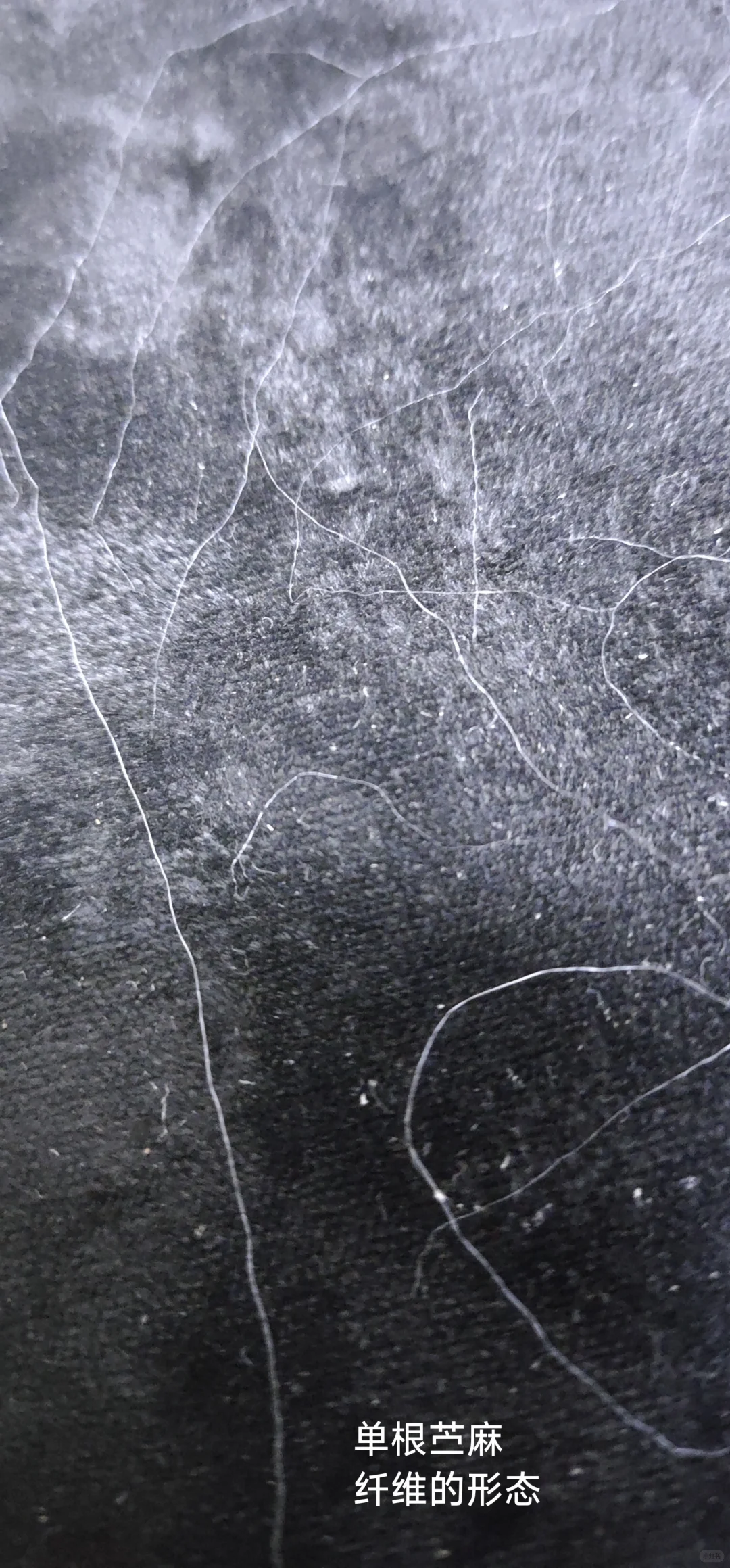 你的衣服真的是苎麻做的吗？一一苎麻鉴别篇