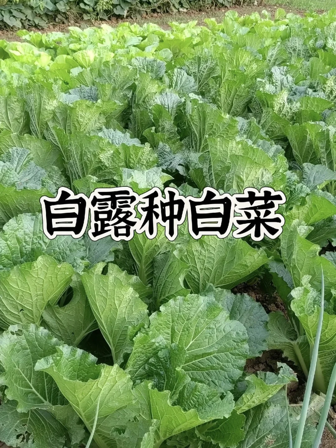 种菜时间表！