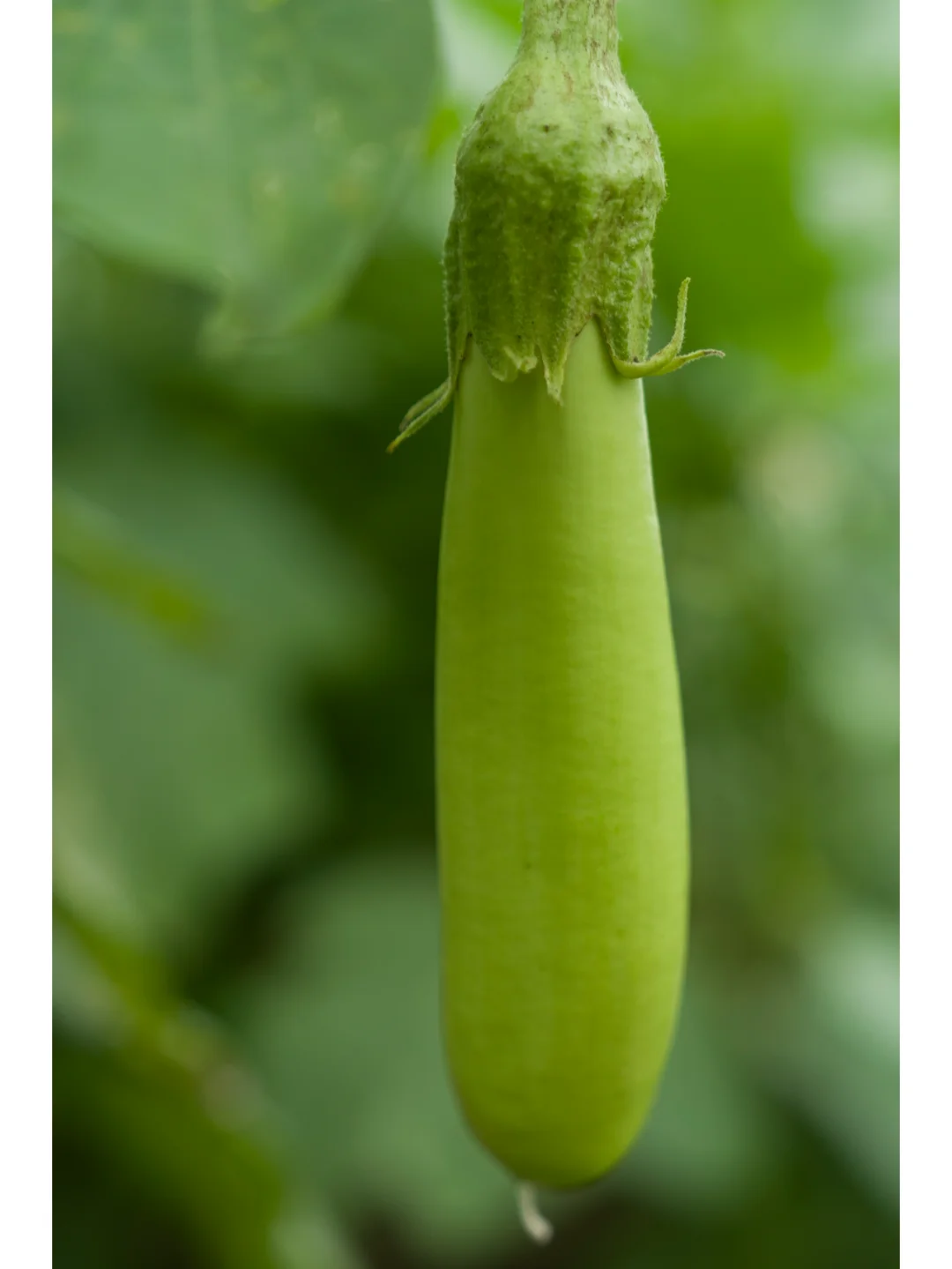 自然农法种出来的蔬菜，真正的纯天然无污染