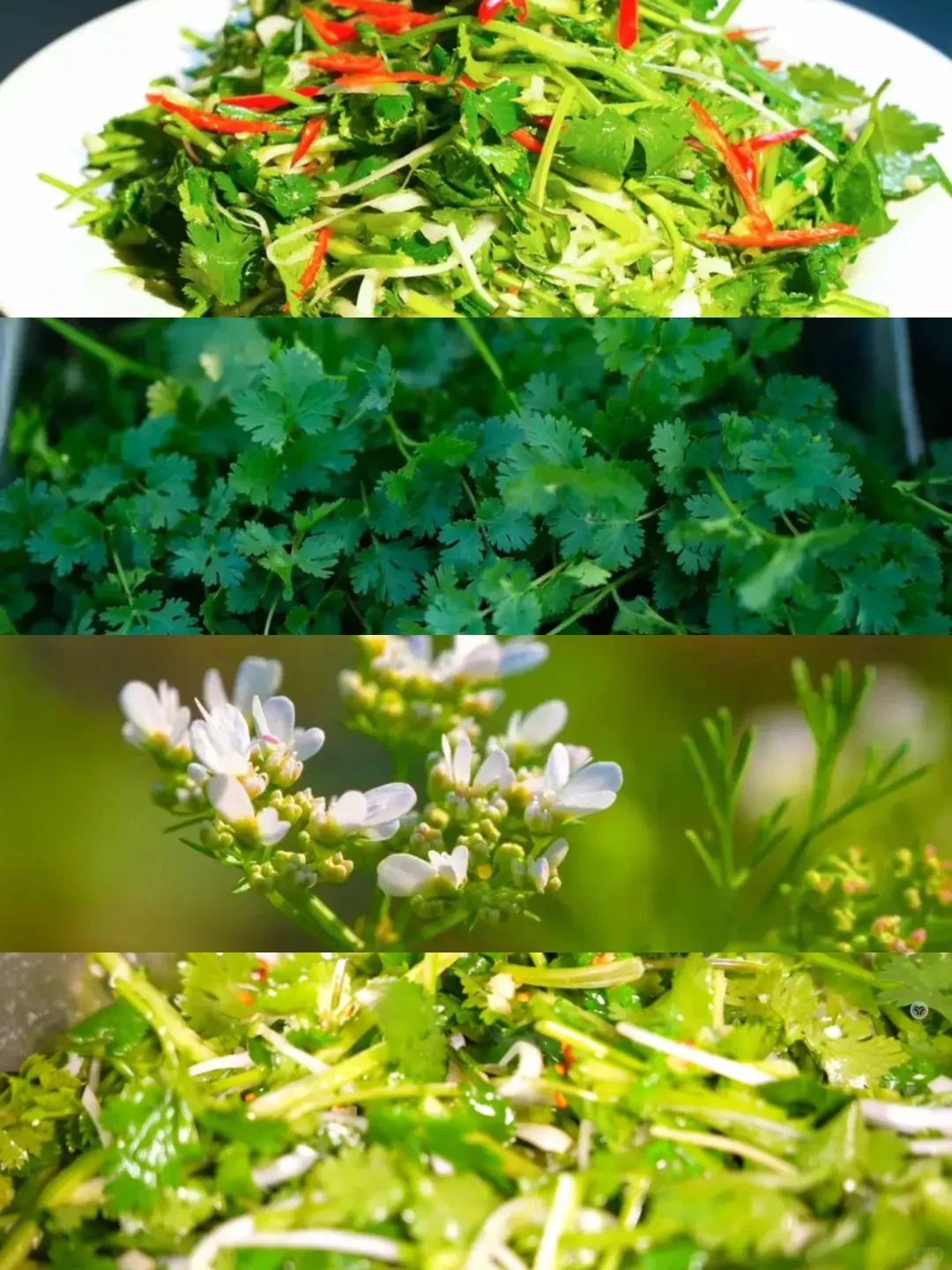 妈耶?最讨厌的蔬菜拍成了纪录片?‼️