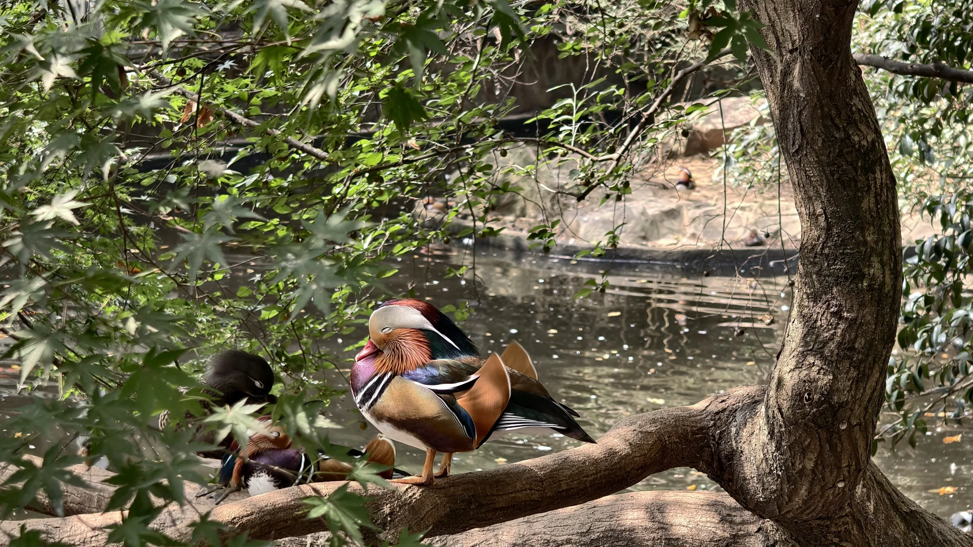 特种兵之杭州动物园