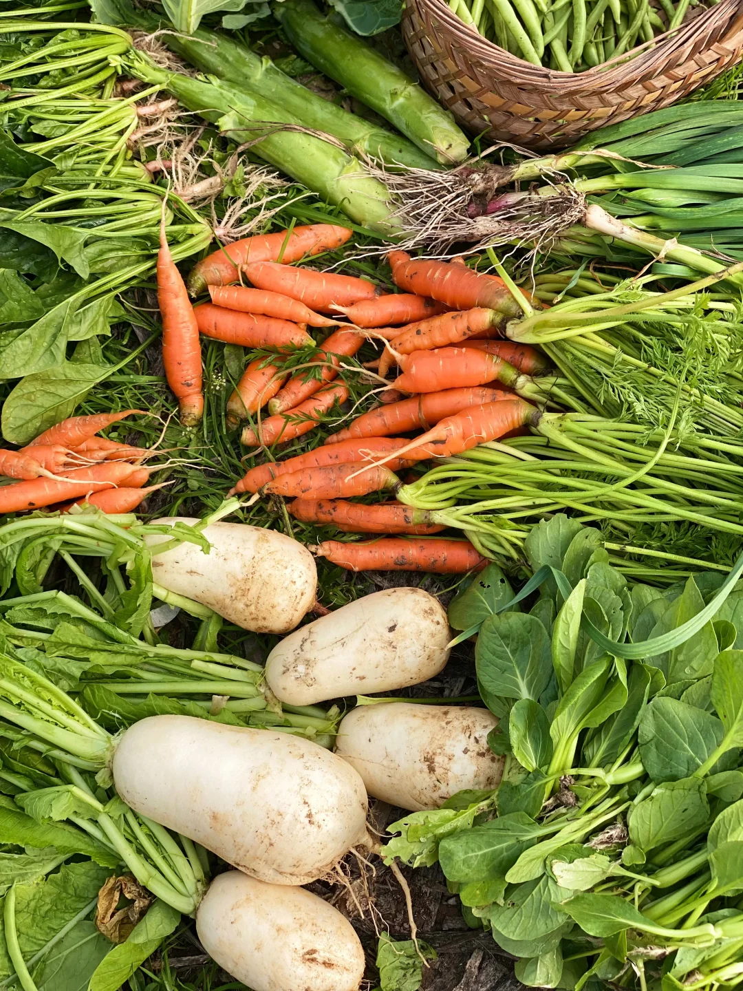 去田里买菜这件事太有情绪价值啦❤️☀️?