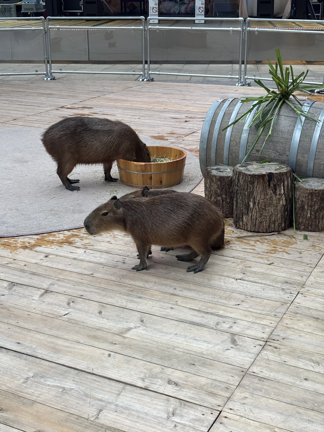 记第一次玩泥巴（希望不会翻车?）