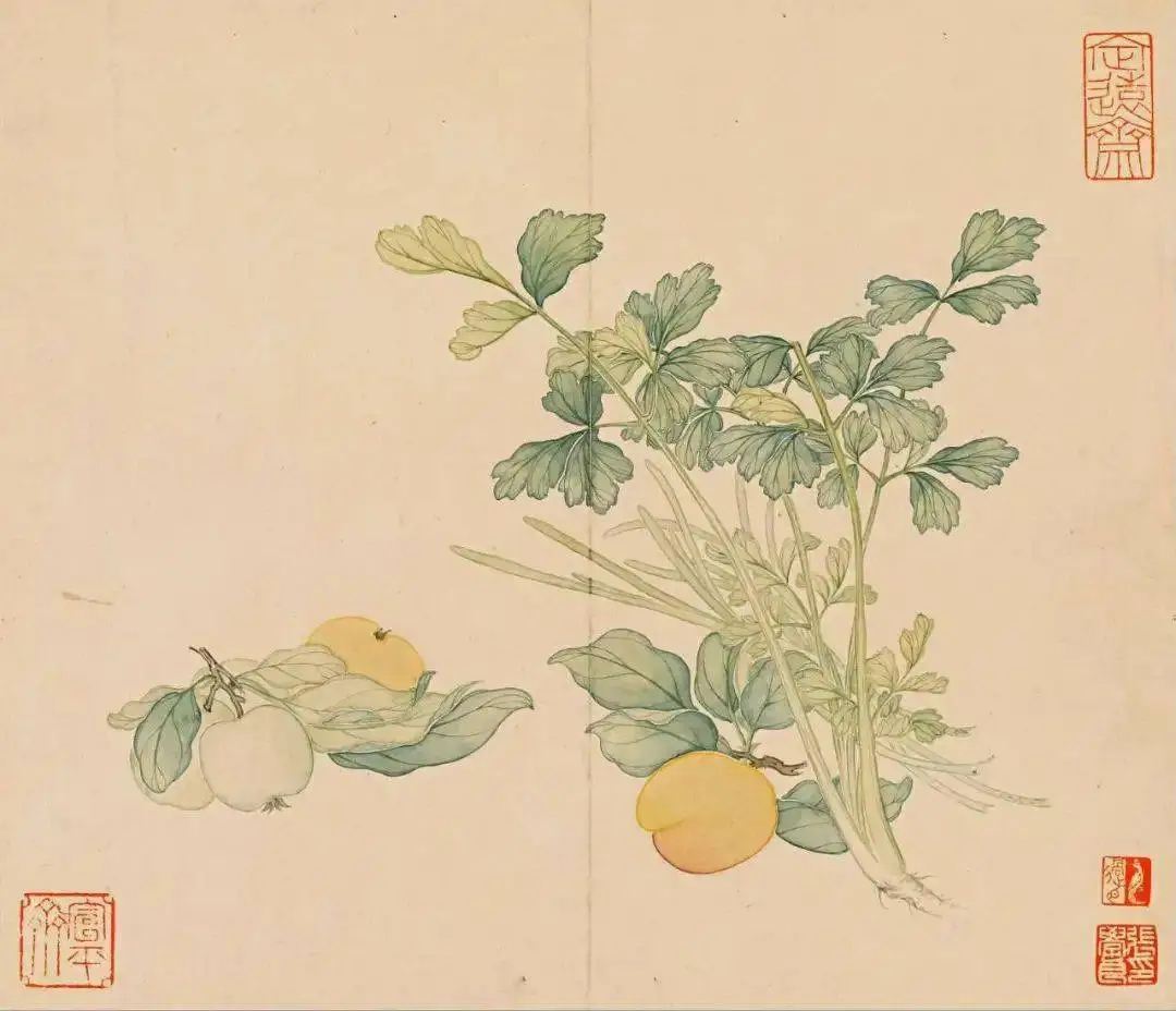 清｜汪承霈｜果蔬杂卉册