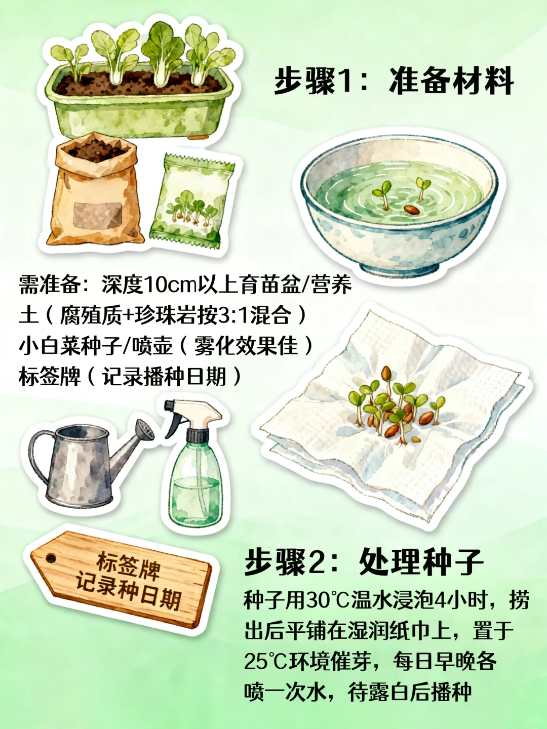 自种小白菜!新手零失败教程?