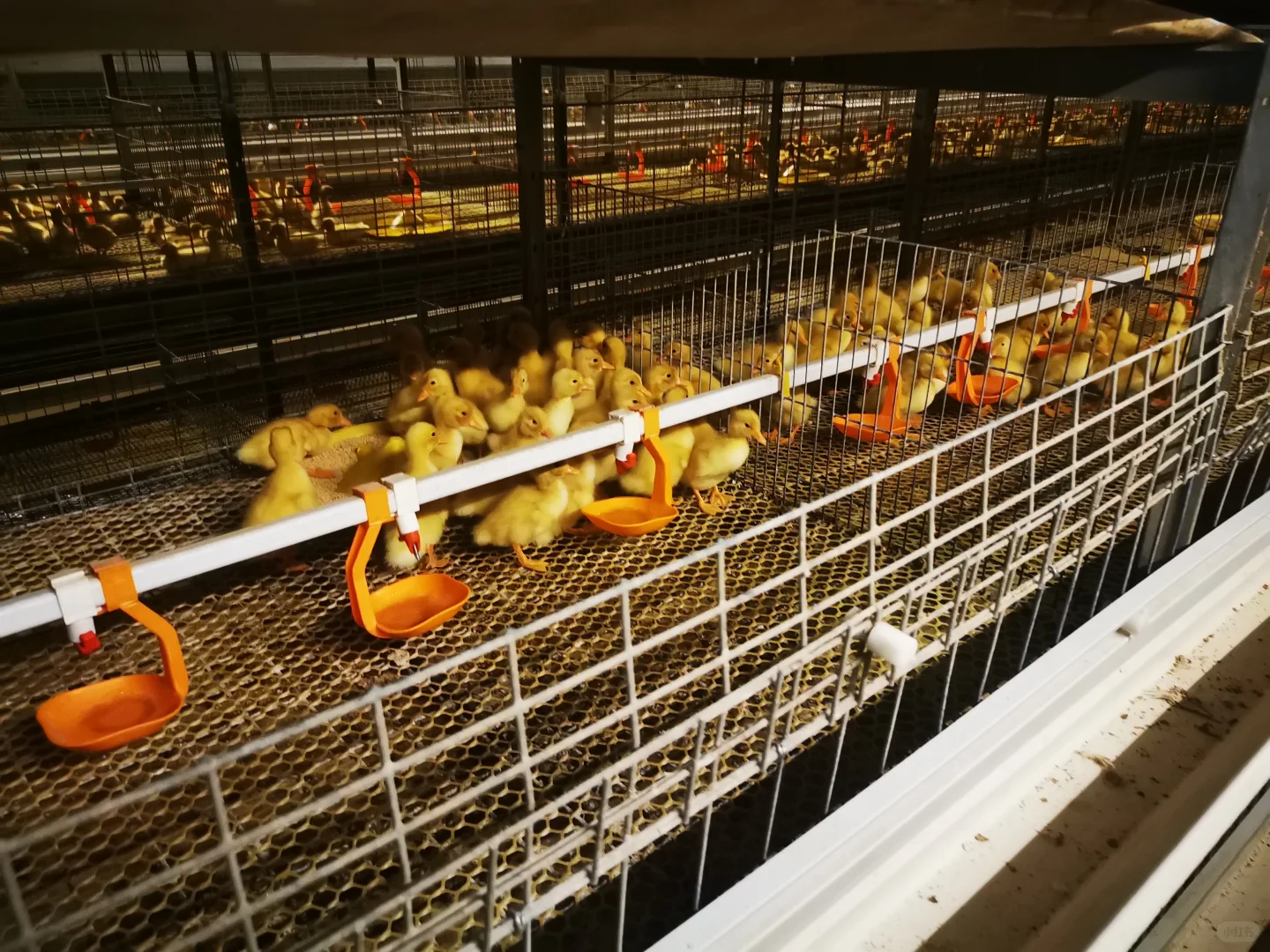 参观鸭胚生产源头