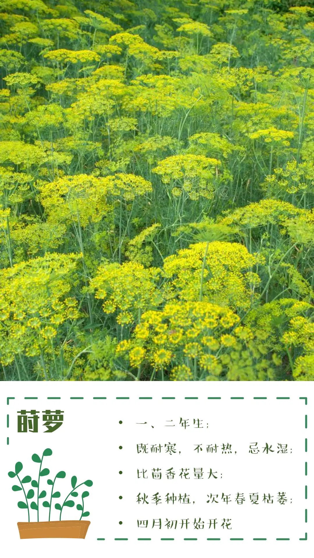 可食花园不可缺少的高颜值蔬菜