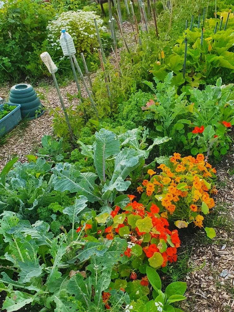14个缤纷可食花园场景·蔬菜搭配美学