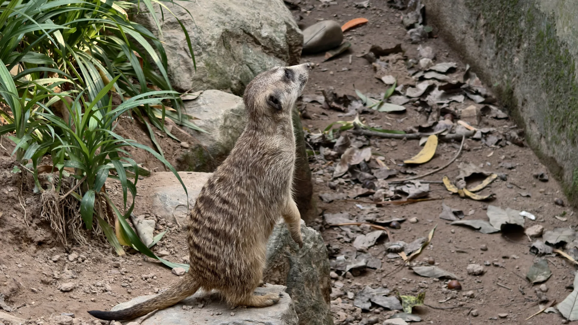 特种兵之杭州动物园