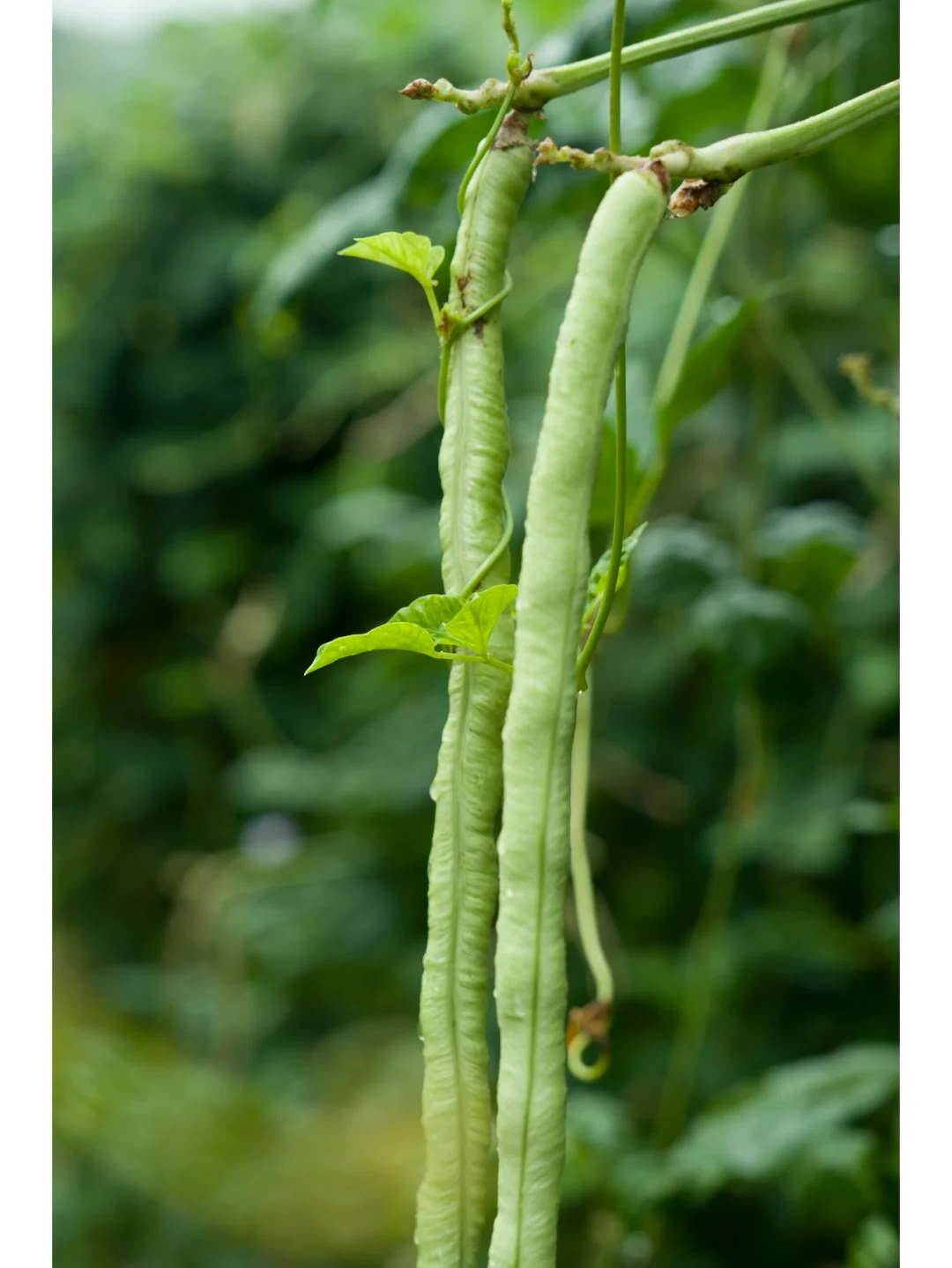 自然农法种出来的蔬菜，真正的纯天然无污染