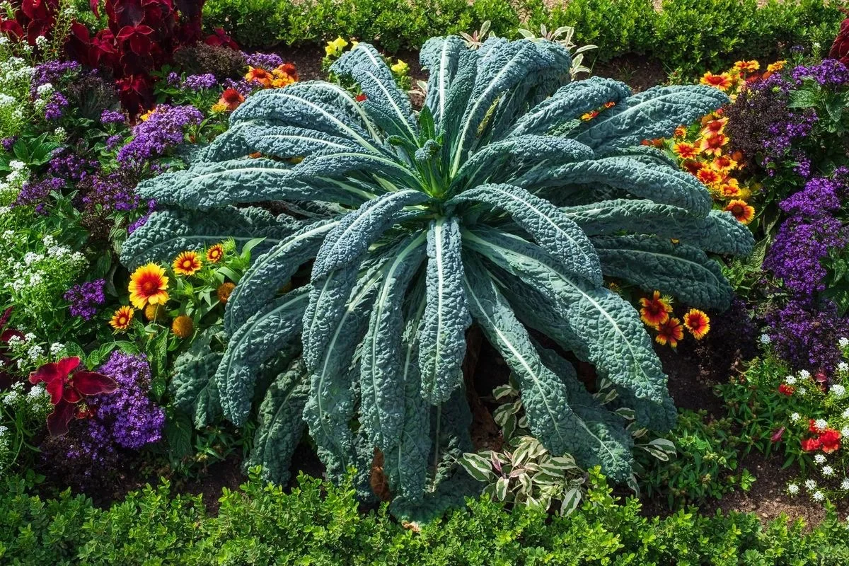 14个缤纷可食花园场景·蔬菜搭配美学