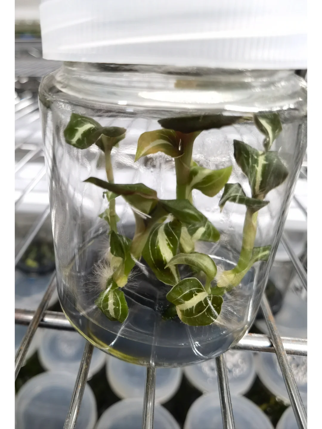 兰花里唯一观叶类型-宝石兰