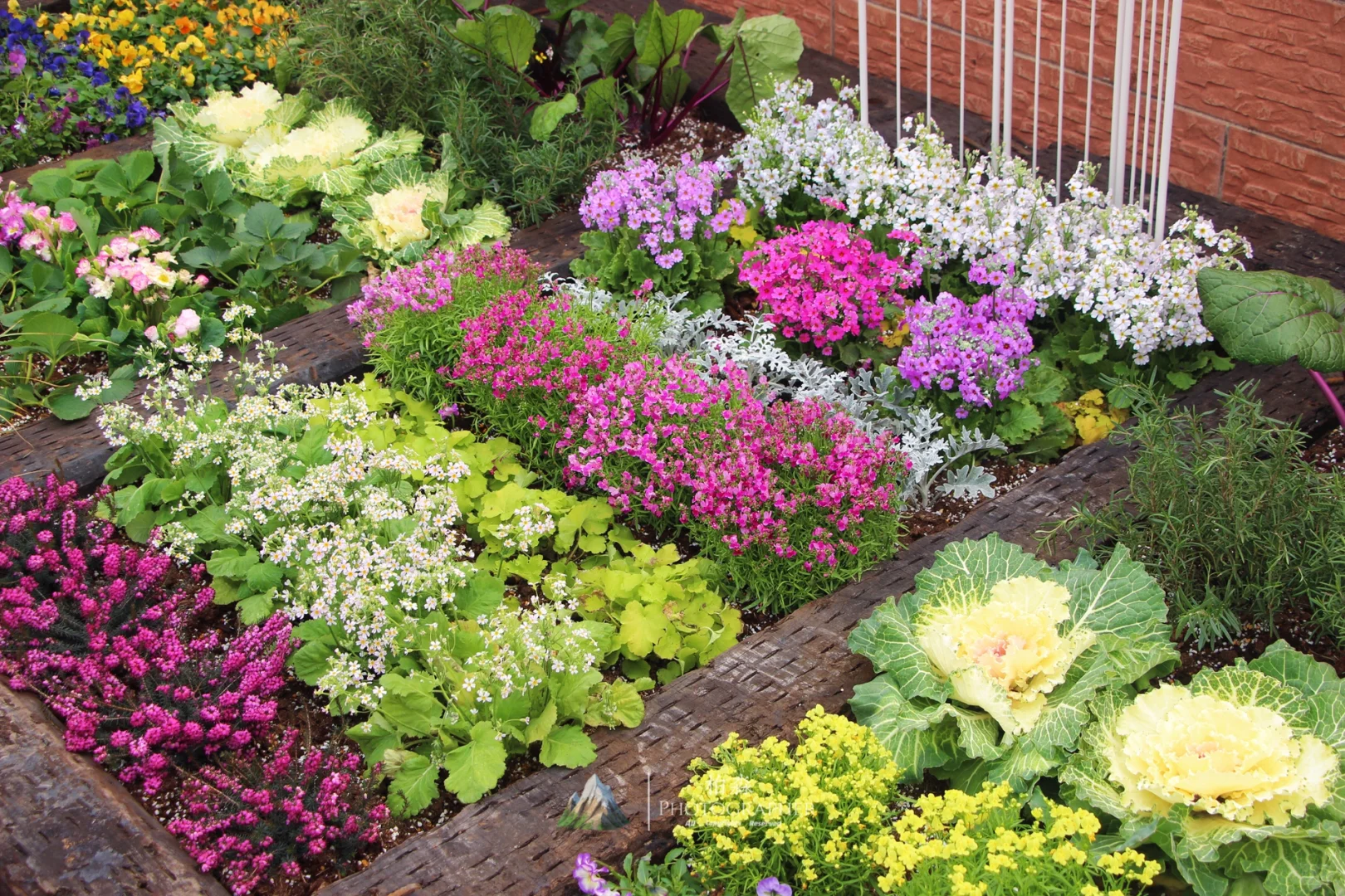 谁看了都会来一句,你这菜园的年味太冲了!