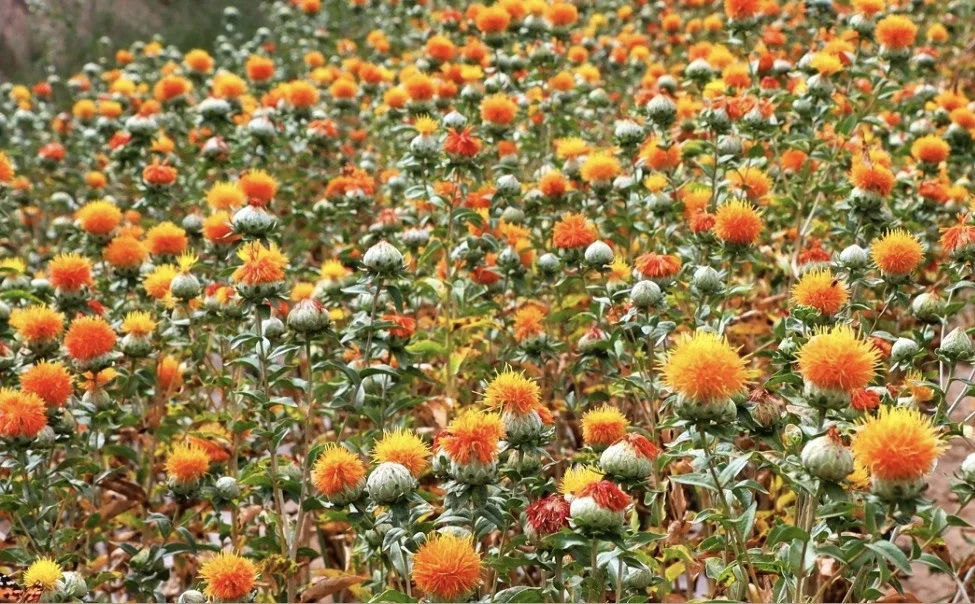 观赏经济作物的价值