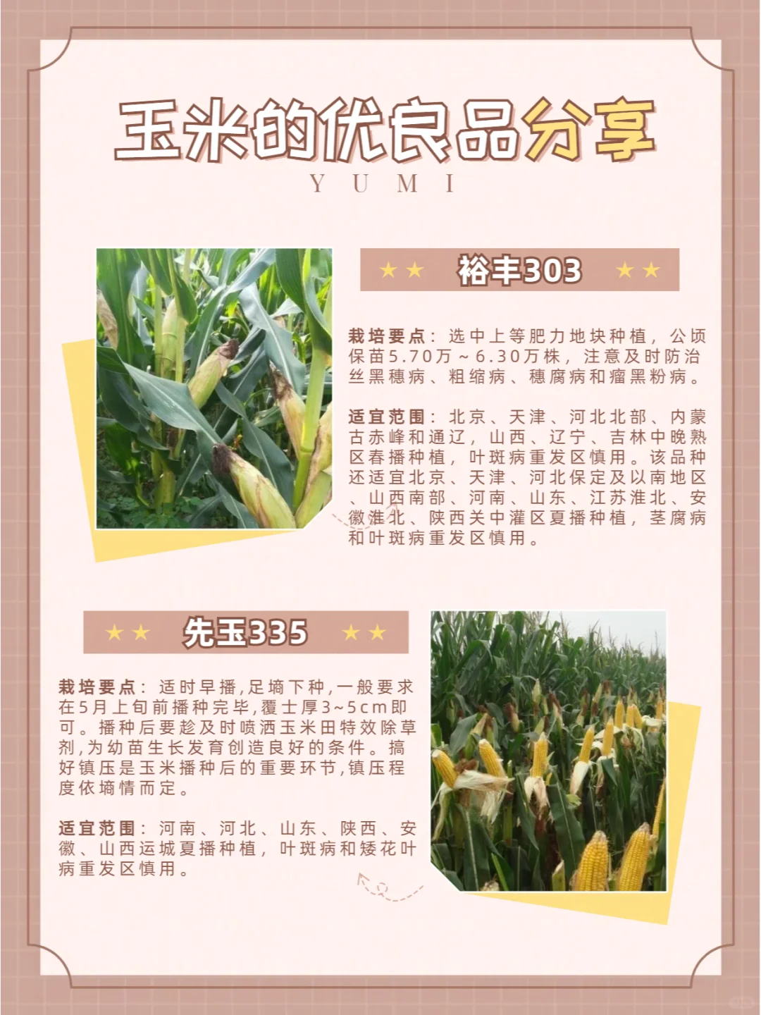 玉米品种介绍（二）