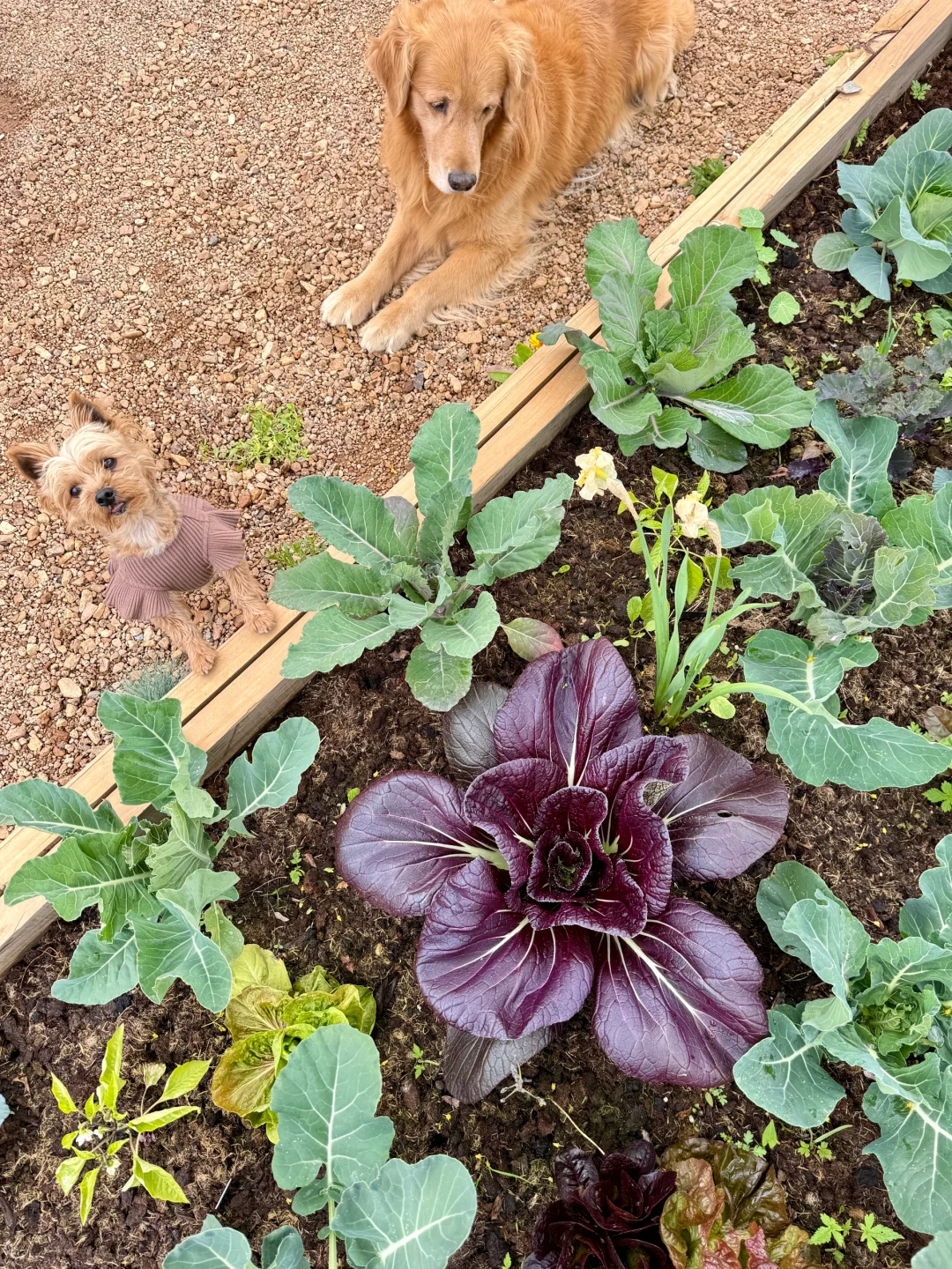 刷到什么学什么吧，教你认菜?